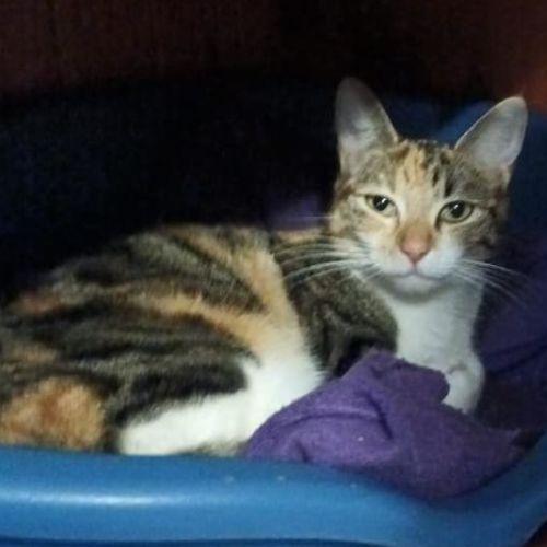 Sylvia **2nd Chance Cat Rescue**