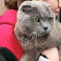 Photo of Benson **2nd Chance Cat Rescue**