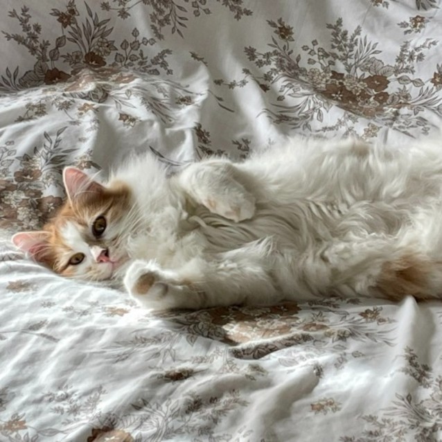 Photo of Bailey 💙