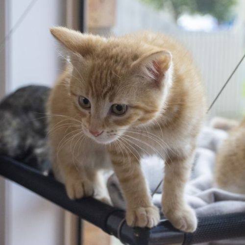 Ginger ^^Dandy Cat Rescue^^