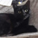 Photo of Bagheera