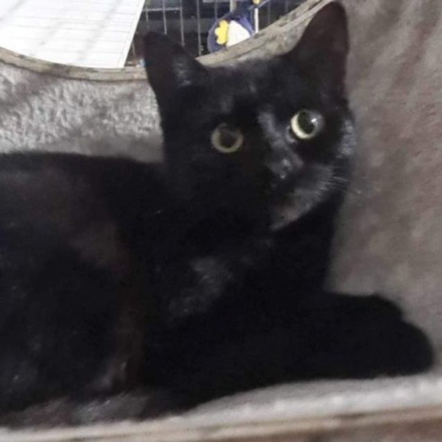 Photo of Bagheera
