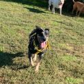 Photo of Tilly