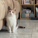 Photo of Annie **2nd Chance Cat Rescue**