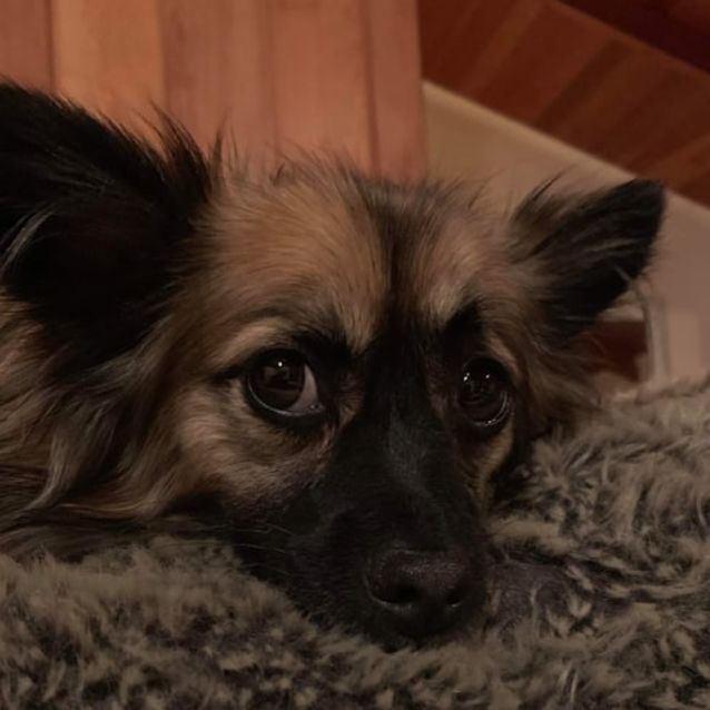 Photo of Shep