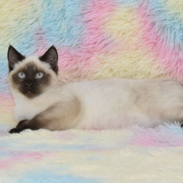 Photo of Chris Hemsworth