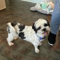 Photo of Daisy 🌼Shih Tzu X Maltese (On Trial 12/7/24)