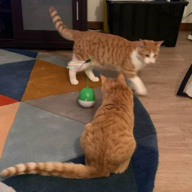 Photo of Cairo And Harlem