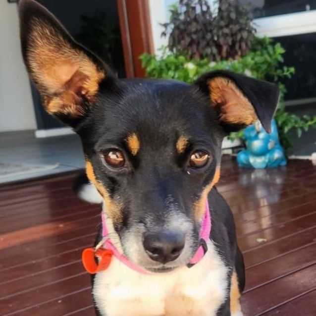 Myah Small Female Jack Russell Terrier x Miniature Fox Terrier Mix Dog in QLD PetRescue