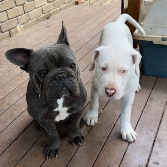 Photo of Chewy & Cookie