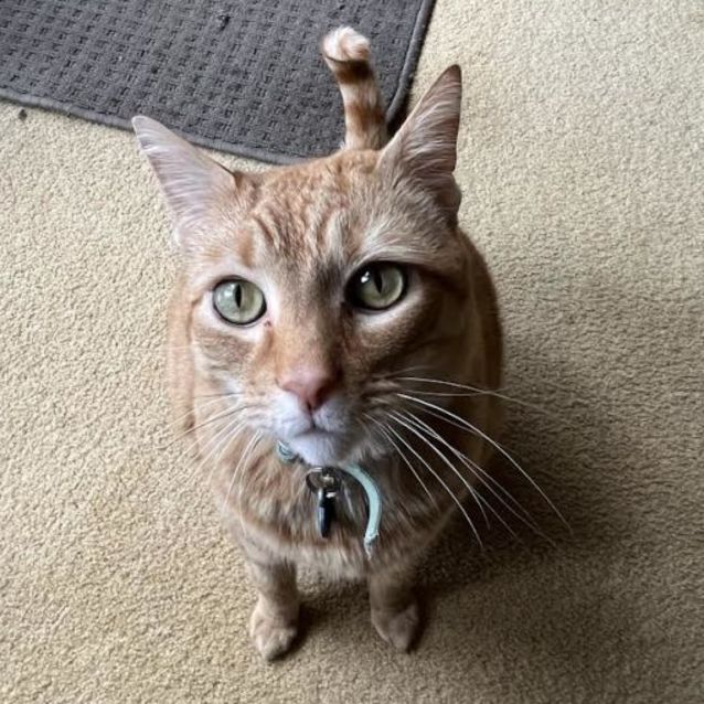 Photo of Boston 🐈‍⬛