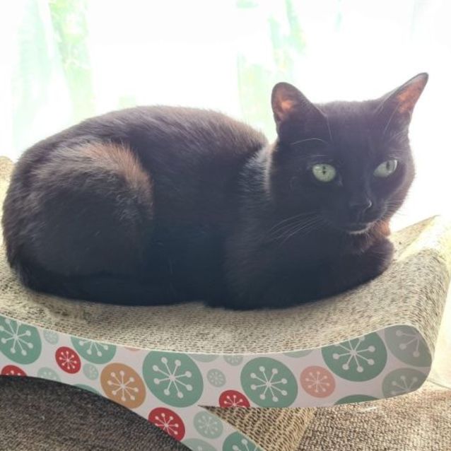 Photo of Nya   Located In Roxburgh Park