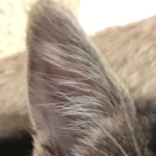 Ollie