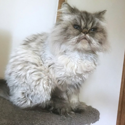 Elsie