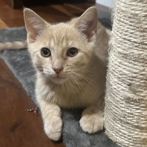 Jarrah ** 2nd Chance Cat Rescue**
