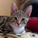 Photo of Brodie   Located In Preston 