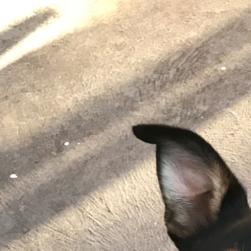 Raja