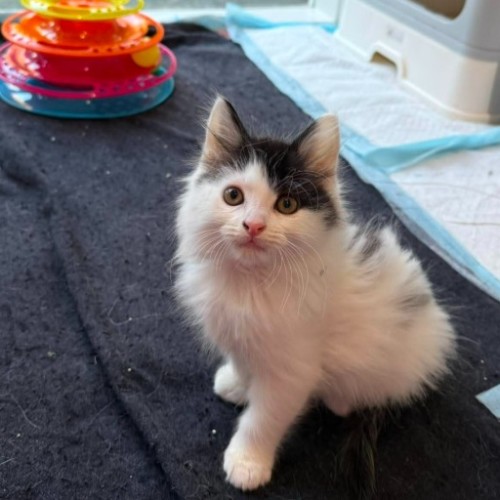 Kari ** 2nd Chance Cat Rescue **