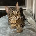 Photo of Sadie **2nd Chance Cat Rescue**