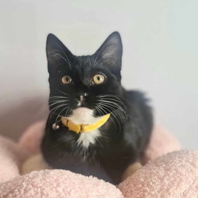 Photo of Josie   Located In Fawkner