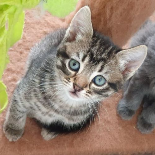 Tiger-Lilli