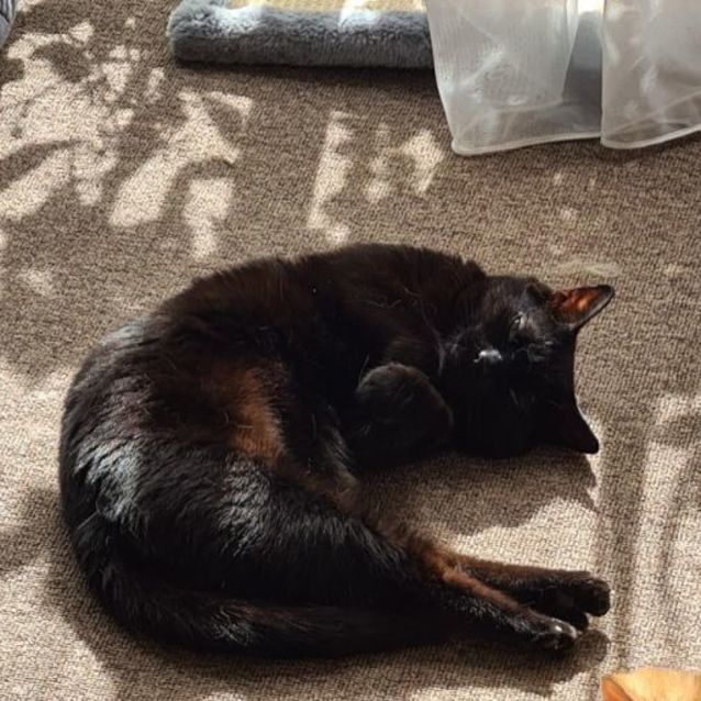 Photo of Nya   Located In Roxburgh Park