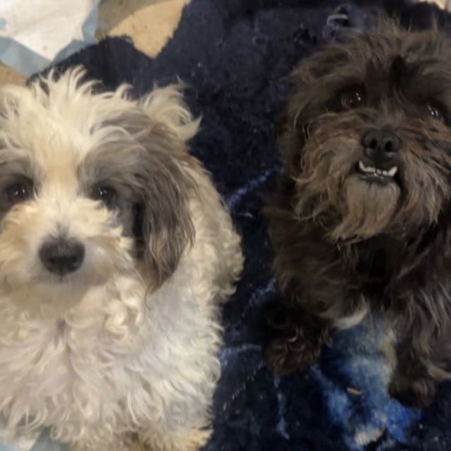 Photo of Mila & Mika