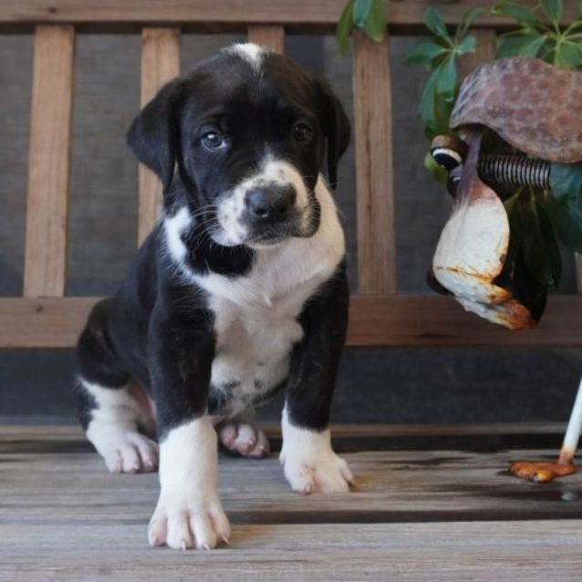Photo of Romeo
