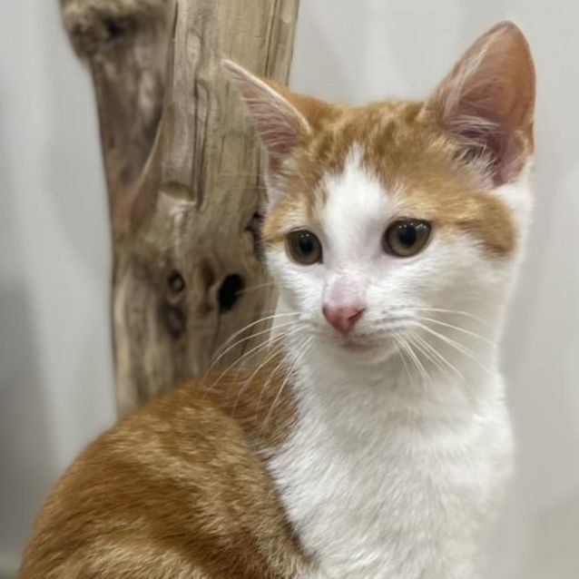 Photo of Bronson ^^Dandy Cat Rescue^^