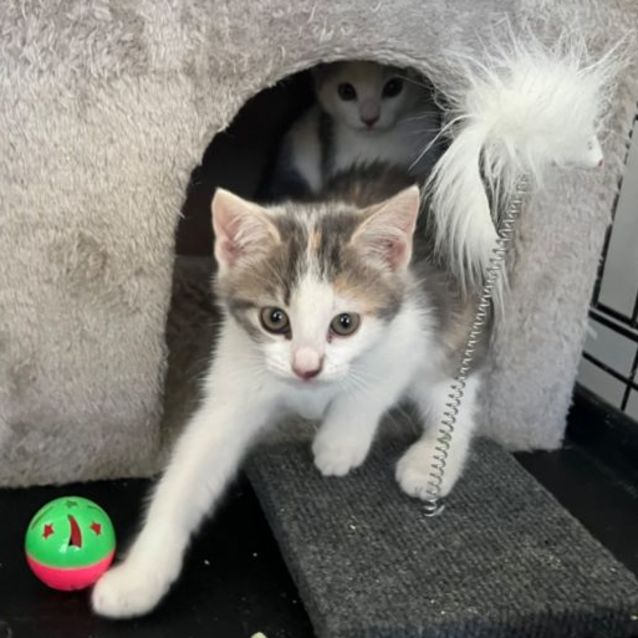 Photo of Katniss Suki *9 Lives Project Rescue*