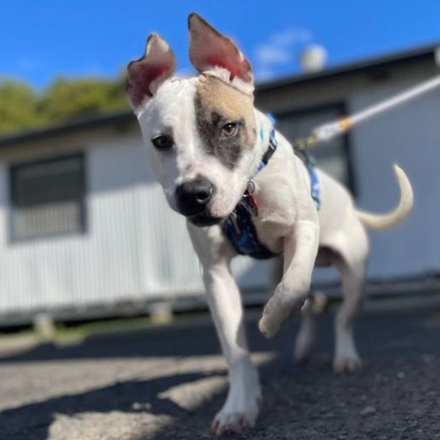 Photo of Patch
