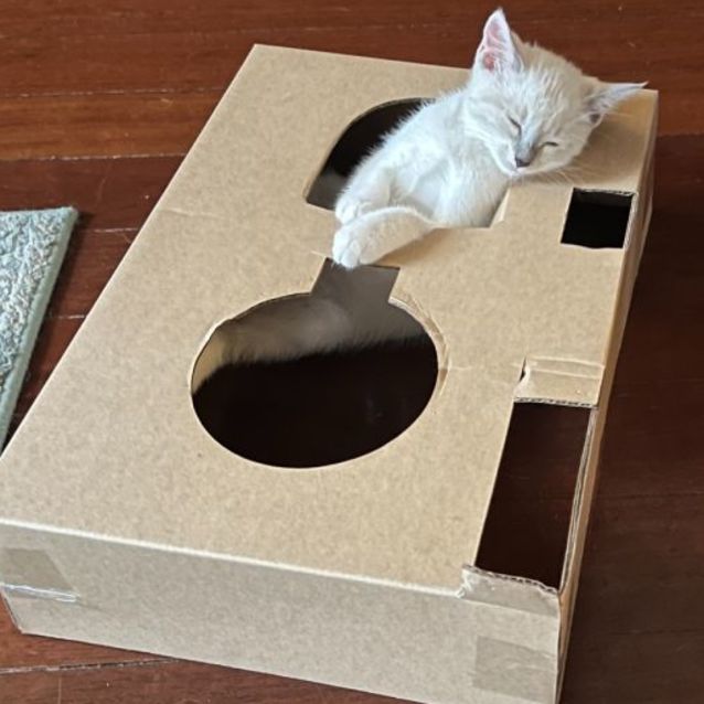 Photo of Marsh Meowlow