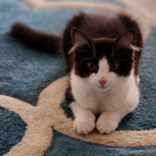 Photo of Rascal ^^Dandy Cat Rescue^^