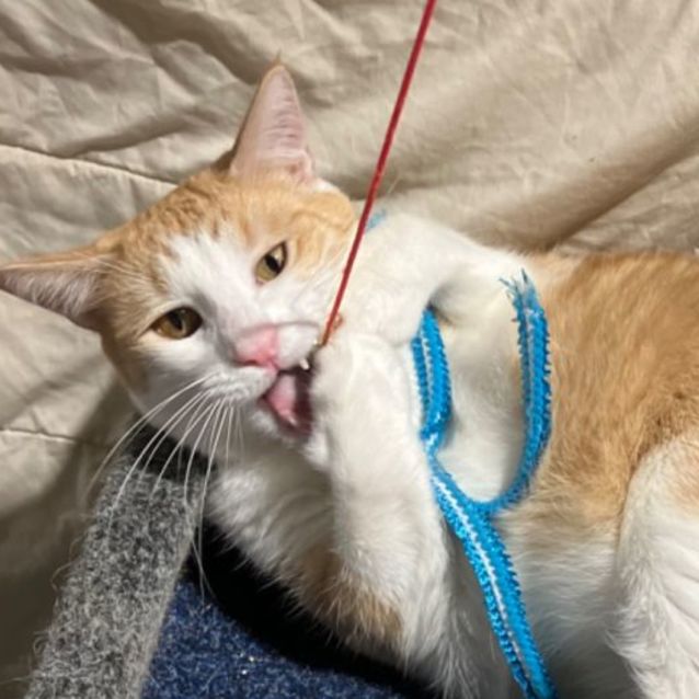 Photo of Chester 