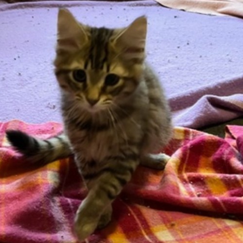 Franklin - Located in Preston from July 28