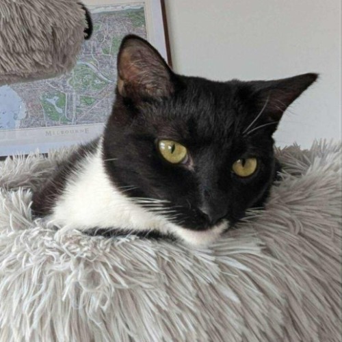 Max - In foster care in Reservoir