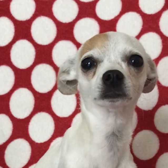 Photo of Angel 