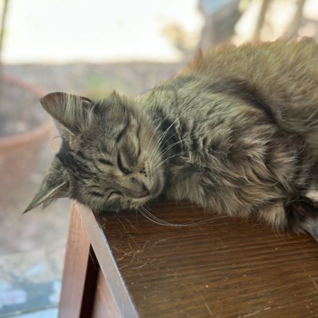 Photo of Freyja **2nd Chance Cat Rescue**
