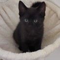Photo of Chaya