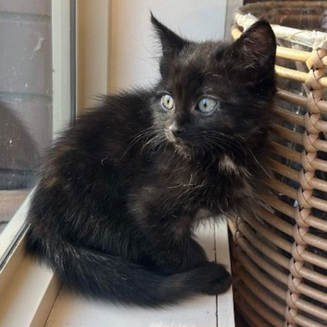 Photo of Donner *9 Lives Project Rescue*