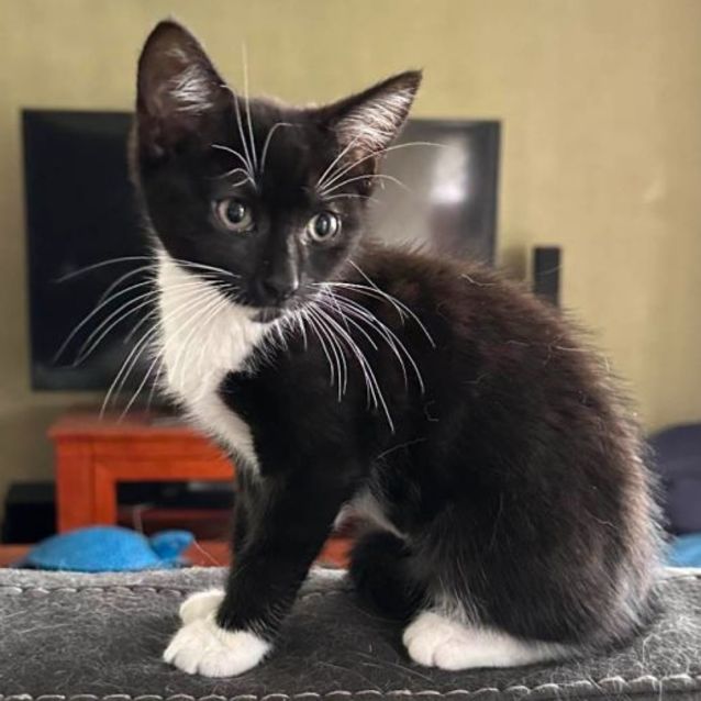 Photo of Vitani**2nd Chance Cat Rescue**