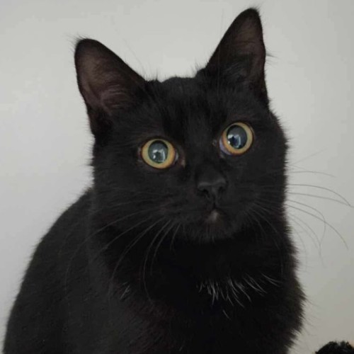 🎨 Flick 6046 🎨