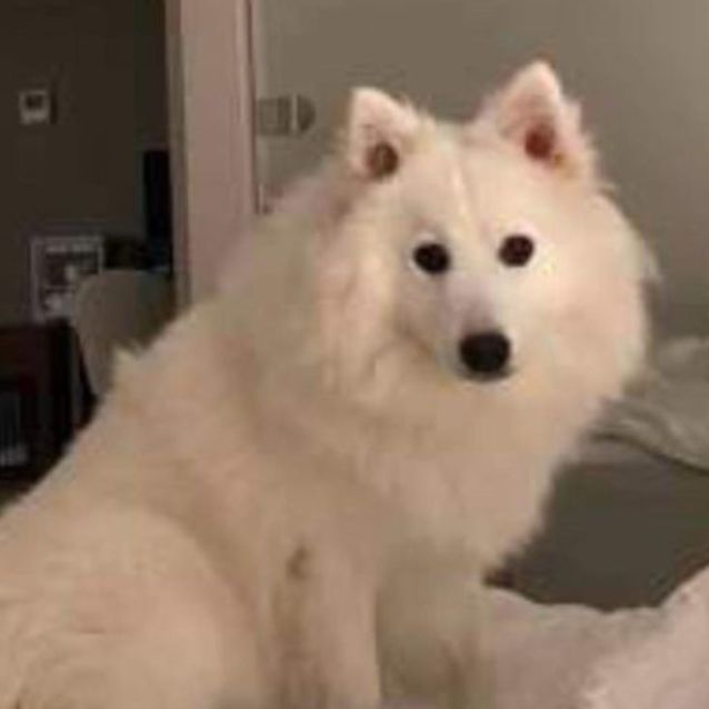 Photo of Beau 