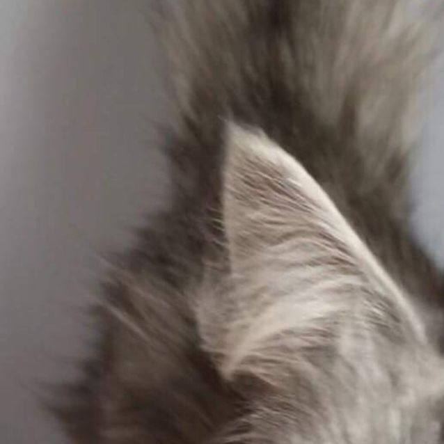 Photo of Princess