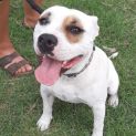 Photo of Patch 🐶
