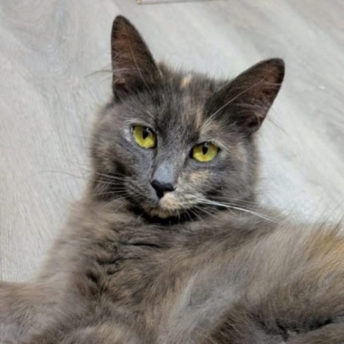 No photo for Fizzgig