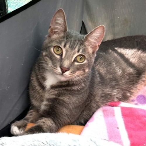 Cinna**2nd Chance Cat Rescue**