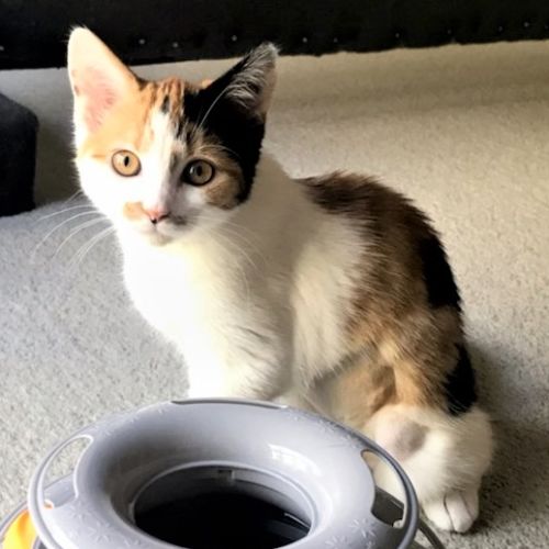 Coco ^Dandy Cat Rescue^