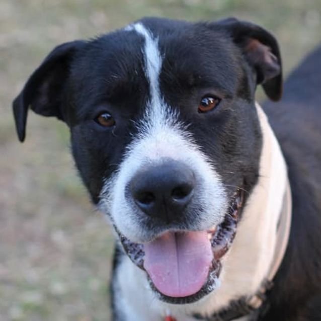 Photo of Logan (Adoption Pending)