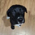 Photo of Shadow